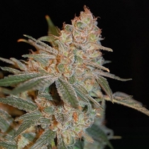 Black Diesel (Advanced Seeds) Cannabis Seeds
