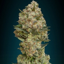 Critical (Advanced Seeds) Cannabis Seeds