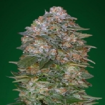 Critical Soma (Advanced Seeds) Cannabis Seeds