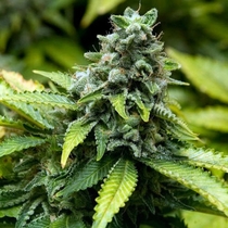 Early Widow (Advanced Seeds) Cannabis Seeds