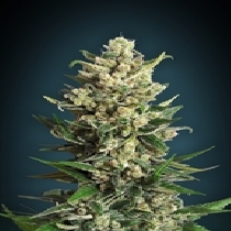 Feminized Collection #2 (Advanced Seeds) Cannabis Seeds