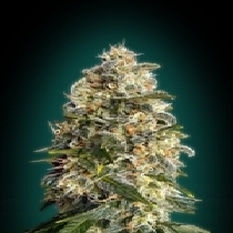 Feminized Collection #3 (Advanced Seeds) Cannabis Seeds