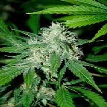 Haze Mist (Advanced Seeds) Cannabis Seeds