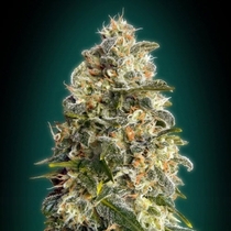 Heavy Bud (Advanced Seeds) Cannabis Seeds