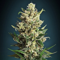 Ice Kush (Advanced Seeds) Cannabis Seeds