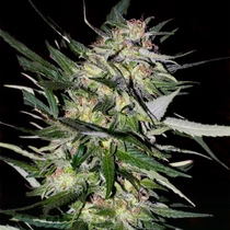 Jack Plant (Advanced Seeds) Cannabis Seeds