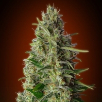 Kali 47 (Advanced Seeds) Cannabis Seeds