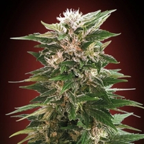 Kaya 47 (Advanced Seeds) Cannabis Seeds