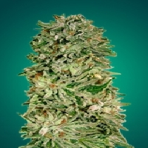 Shark Widow CBD (Advanced Seeds) Cannabis Seeds