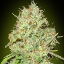 Shark Widow (Advanced Seeds) Cannabis Seeds