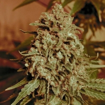 Somango Widow (Advanced Seeds) Cannabis Seeds