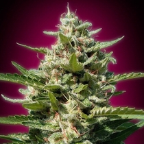 White Kush (Advanced Seeds) Cannabis Seeds