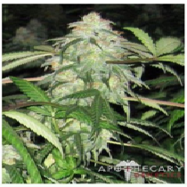 BWB OG (Apothecary Genetics Seeds) Cannabis Seeds