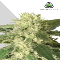 Auto #1 (Auto Seeds) Cannabis Seeds