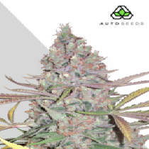 Berry Ryder (Auto Seeds) Cannabis Seeds