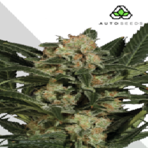 Candy Kush (Auto Seeds) Cannabis Seeds
