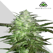 Auto Chemdog (Auto Seeds) Cannabis Seeds