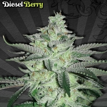 Diesel Berry (Auto Seeds) Cannabis Seeds