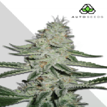 Dreamberry (Auto Seeds) Cannabis Seeds