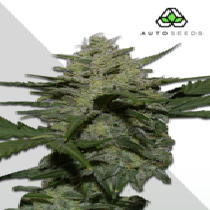 Girl Scout Cookies Auto (Auto Seeds) Cannabis Seeds