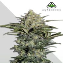 Gorilla Glue Auto (Auto Seeds) Cannabis Seeds
