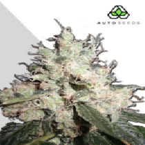 Hijack (Auto Seeds) Cannabis Seeds