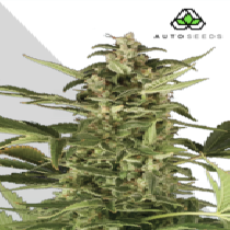 Juicy Lucy (Auto Seeds) Cannabis Seeds