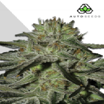 Kush Doctor (Auto Seeds) Cannabis Seeds