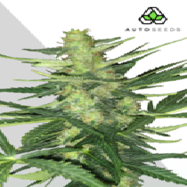 Polar Express (Auto Seeds) Cannabis Seeds