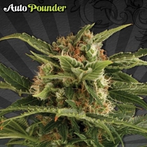 Auto Pounder (Auto Seeds) Cannabis Seeds