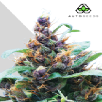 Purple Stilton (Auto Seeds) Cannabis Seeds