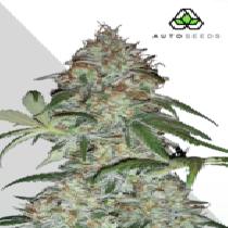 Sucker Punch (Auto Seeds) Cannabis Seeds