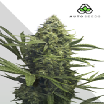 Sweet CBD Auto (Auto Seeds) Cannabis Seeds