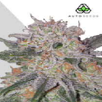 Trans Siberian (Auto Seeds) Cannabis Seeds