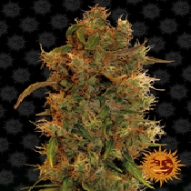 8 Ball Kush Feminised (Barneys Farm Seeds) Cannabis Seeds