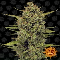 Acapulco Gold (Barneys Farm Seeds) Cannabis Seeds