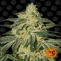 Afghan Hash Plant (Barneys Farm Seeds) Cannabis Seeds