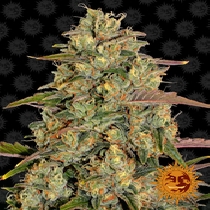 Amnesia Lemon (Barneys Farm Seeds) Cannabis Seeds