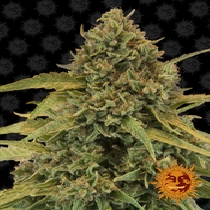 Bad Azz Kush (Barneys Farm) Cannabis Seeds