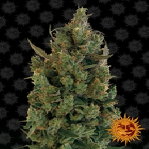 Blue Cheese (blueberry cheese)(Barneys Farm Seeds) Cannabis Seeds