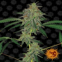 Blue Mammoth Auto (Barneys Farm Seeds) Cannabis Seeds