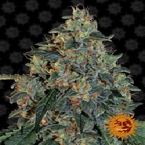 Blueberry OG (Barneys Farm) Cannabis Seeds