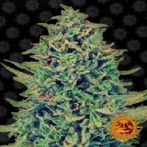 CBD Blue Shark (Barneys Farm Seeds) Cannabis Seeds