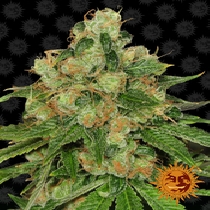 CBD Caramel (Barneys Farm Seeds) Cannabis Seeds