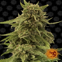 CBD Critical Cure (Barneys Farm Seeds) Cannabis Seeds