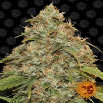 CBD Lemon Potion Auto (Barneys Farm Seeds) Cannabis Seeds
