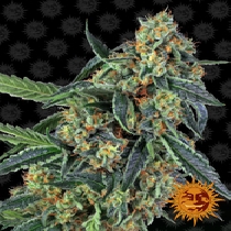 Cookies Kush (Barneys Farm Seeds) Cannabis Seeds