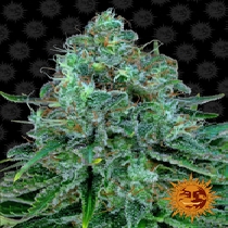 Critical Kush Feminised (Barneys Farm Seeds) Cannabis Seeds