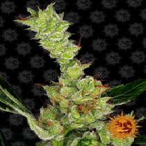 Dr Grinspoon (Barneys Farm Seeds) Cannabis Seeds
