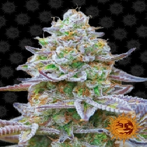 Gorilla Zkittlez (Barneys Farm Seeds) Cannabis Seeds